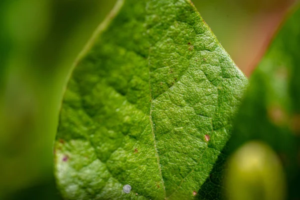 Ένα Μακροσκοπικό Πλάνο Του Πράσινου Φύλλου Στο Θολό Φόντο — Φωτογραφία Αρχείου