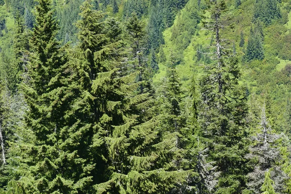 ワシントンのマウント レイニア国立公園の緑豊かな自然景観 — ストック写真