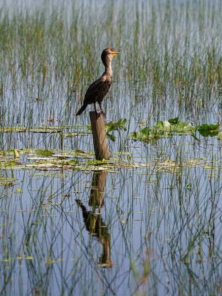 Eine Vertikale Aufnahme Eines Doppelhaubenkormorans Der Auf Einem Holzstapel See — Stockfoto