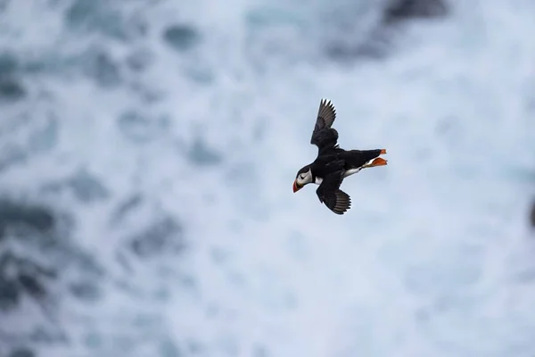 Ensam Puffin Som Svävar Högt Upp Luften Lunchjakt — Stockfoto