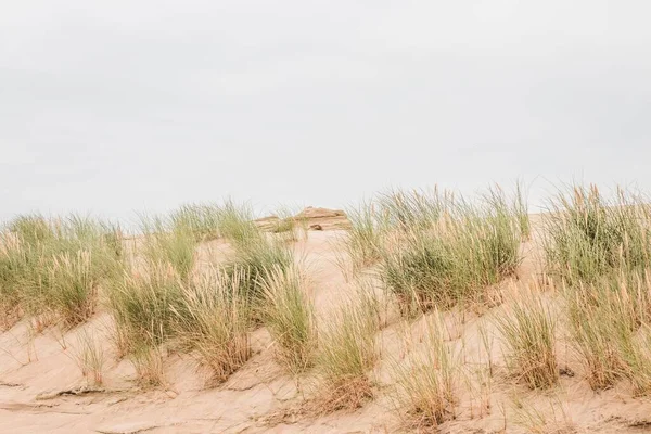 모래에서 정오가 리투아니아 우치두네 — 스톡 사진