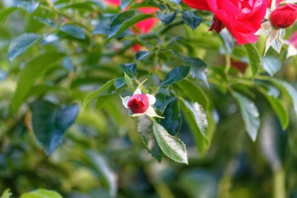 Arbusto Rosas Rojas Flor Con Muchas Flores Brotes — Foto de Stock