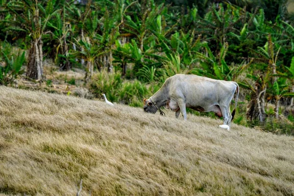 Pintoresco Tiro Una Vaca Pastando Hierba Campo Liderado Por Ganso — Foto de Stock