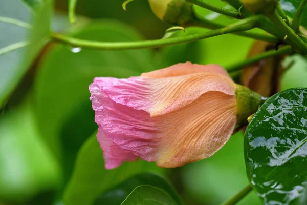 緑の背景に庭に咲くハイビスカスのティリアセスの花のクローズアップ — ストック写真