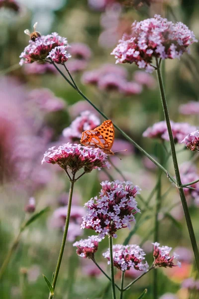 Вертикальный Крупный План Issoria Lathonia Butterfly Цветке Королева Испании Фритюрница — стоковое фото