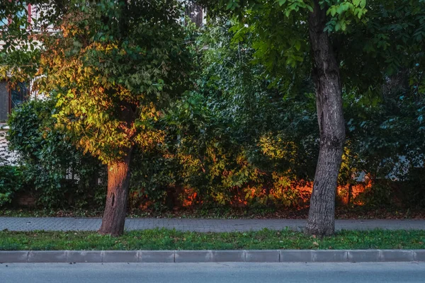 Árvores Verdejantes Beira Calçada Iasi Roménia — Fotografia de Stock