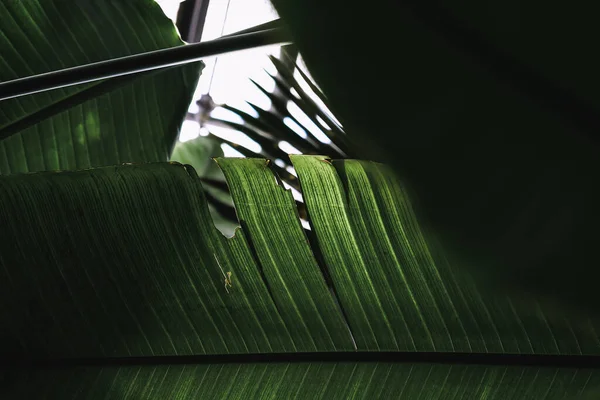 Een Close Van Het Groene Bladdetail Botanische Tuin Van Iasi — Stockfoto
