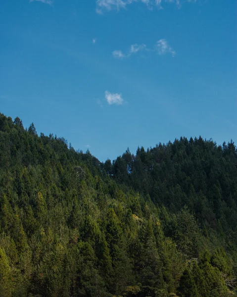 Een Antenne Prachtig Uitzicht Dicht Woud Onder Blauwe Heldere Lucht — Stockfoto