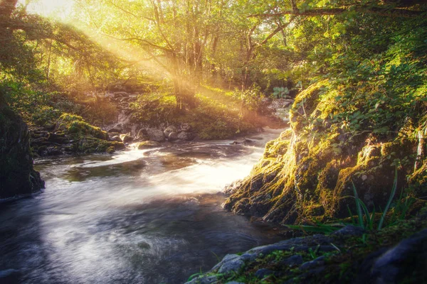 岩や木々に囲まれた小川の景色と 枝を通して輝く太陽の光 ルース — ストック写真