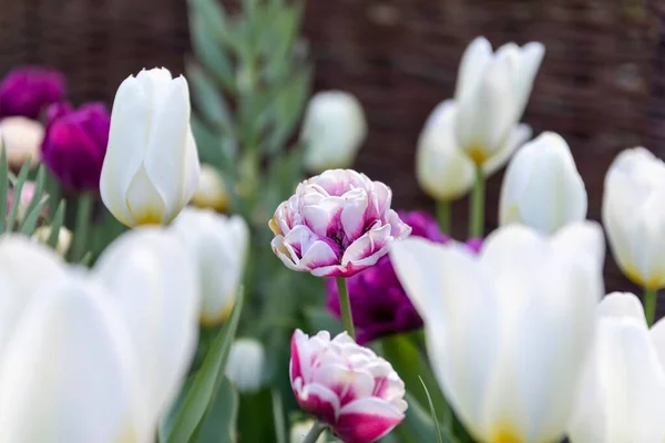 Eine Nahaufnahme Von Weißen Und Roten Tulpen Garten — Stockfoto