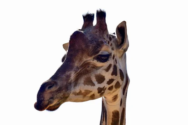 Zdjęcie Głowy Żyrafy Zoo — Zdjęcie stockowe