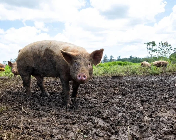 Een Vies Varken Modder Staart Naar Camera Een Zonnige Dag — Stockfoto