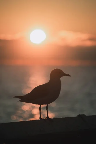 Eine Nahaufnahme Des Vogels Bei Sonnenuntergang — Stockfoto