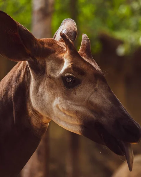 Pionowe Zbliżenie Kadłuba Okapi Rozmytym Tle — Zdjęcie stockowe
