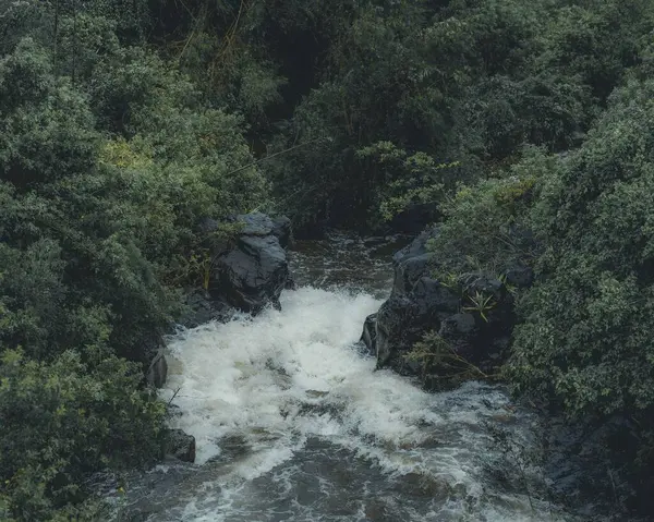 一条河在茂密的绿林中奔流而下 — 图库照片