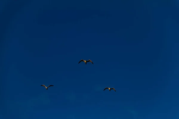 Drie Meeuwen Vliegen Blauwe Lucht Driehoekige Formatie Een Stralende Mooie — Stockfoto