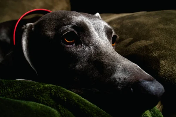 ソファの上に寝そべっているWeimaraner犬のクローズアップ暗いショット屋内 — ストック写真
