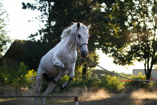 Appaloosa Kůň Skáče Přes Překážky Západu Slunce — Stock fotografie