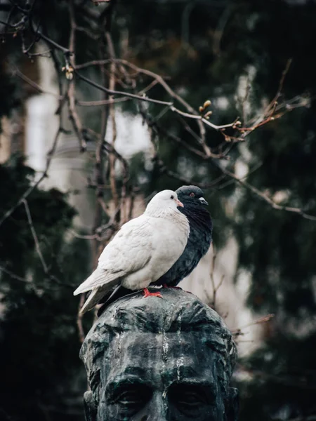 조각의 꼭대기에서 비둘기 마리의 — 스톡 사진