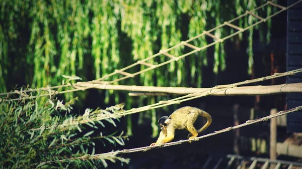 Adorable Squirrel Monkey Rope Jungle — Stock Photo, Image