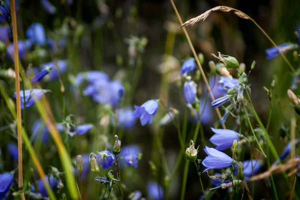 Eine Nahaufnahme Von Blauglocken Wildblumen Blühen Einem Feld — Stockfoto