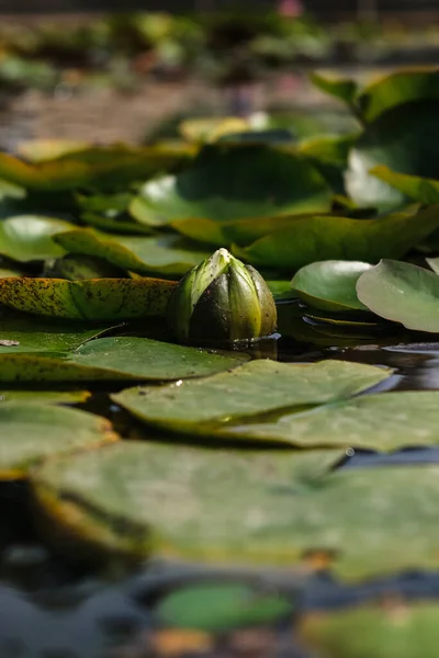 Shallow Focus Shot Bud Water Lily Lily Pads Floating Water — Stock Photo, Image