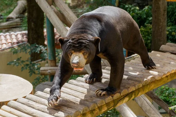 Gros Plan Ours Soleil Malais Dans Parc Zoologique Saint Martin — Photo