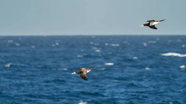 Los Piqueros Marrones Volando Sobre Azul Claro Del Agua Del — Foto de Stock