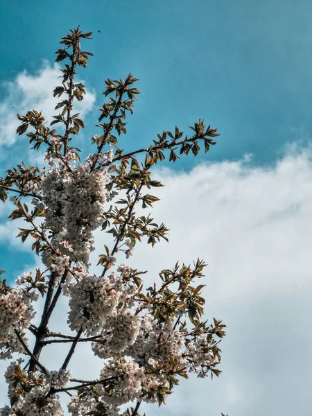 Ett Träd Med Vit Blomma Grumlig Blå Himmel Bakgrund — Stockfoto