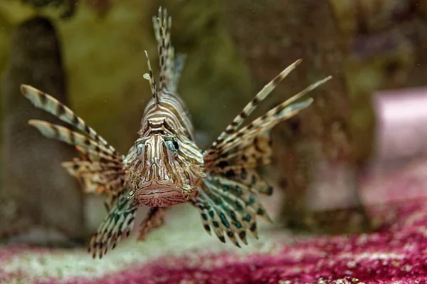 Lionfish Pterois Volitans Lionfish Listrado Encontrado Indo Pacífico Mar Vermelho — Fotografia de Stock