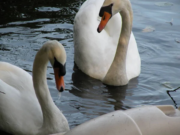 Primo Piano Cigni Aggraziati Che Galleggiano Nel Lago — Foto Stock