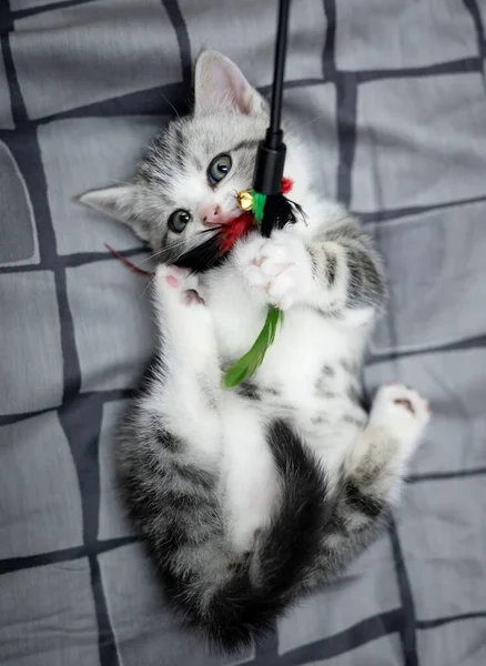 Tiro Vertical Gatito Gris Con Ojos Verdes Acostados Espalda Jugando — Foto de Stock