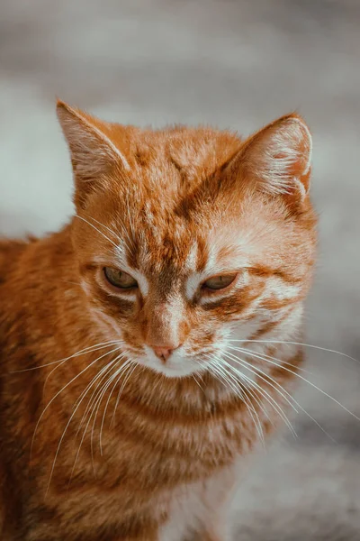Függőleges Portré Egy Barna Csíkos Macskáról Homályos Háttérrel — Stock Fotó