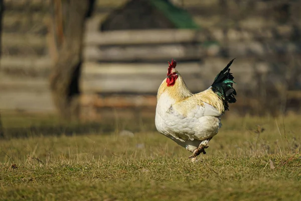 草の上の白い鶏のクローズアップショット — ストック写真
