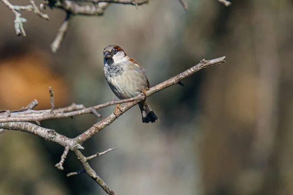 Primer Plano Pájaro Petirrojo Posado Una Rama — Foto de Stock