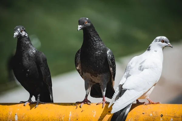 Group Black White Pigeons Standing Yellow Tube Isolated Blurred Background — Stock Photo, Image