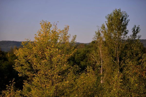 Μια Άποψη Ενός Πράσινου Δάσους Ενάντια Έναν Καθαρό Ουρανό Χωρίς — Φωτογραφία Αρχείου