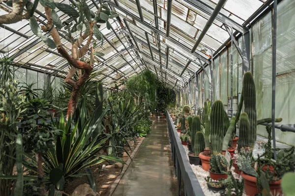 Interior Jardim Botânico Iasi Roménia — Fotografia de Stock