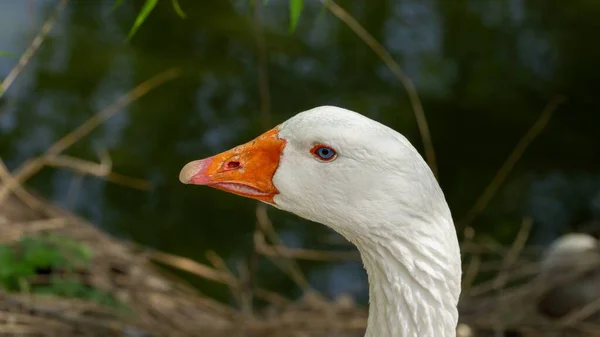 Plan Rapproché Une Tête Oie Avec Fond Flou — Photo