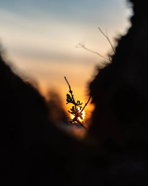 Plano Vertical Una Planta Sobre Fondo Borroso Atardecer —  Fotos de Stock