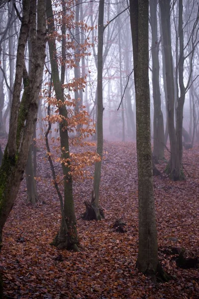 Tiro Vertical Neblina Floresta Outono — Fotografia de Stock