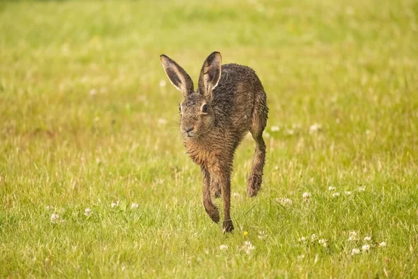 Brown Hare Running Open Grass Field — Stock Photo, Image