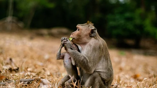 Een Resusmakaak Macaca Mulatta Zijn Baby Die Bananen Eet — Stockfoto