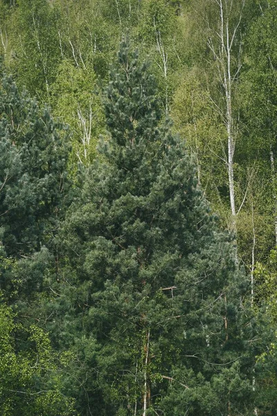 森の中の緑豊かな松の木の垂直ショット — ストック写真