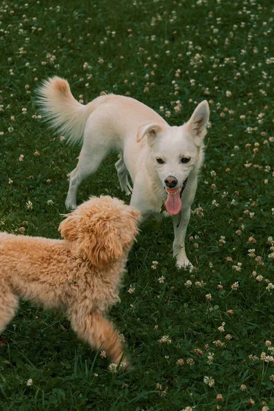 Egy Függőleges Felvétel Egy Chihuahua Goldendoodle Játszik Együtt Egy Füves — Stock Fotó