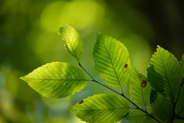 Eine Nahaufnahme Grüner Baumblätter Vor Dem Verschwommenen Hintergrund — Stockfoto