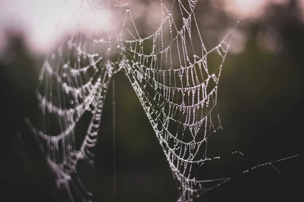 Primer Plano Una Tela Araña Una Pequeña Planta Clima Sombrío — Foto de Stock