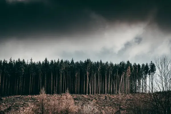 Uma Vista Baixo Ângulo Uma Bela Floresta Dia Nublado — Fotografia de Stock