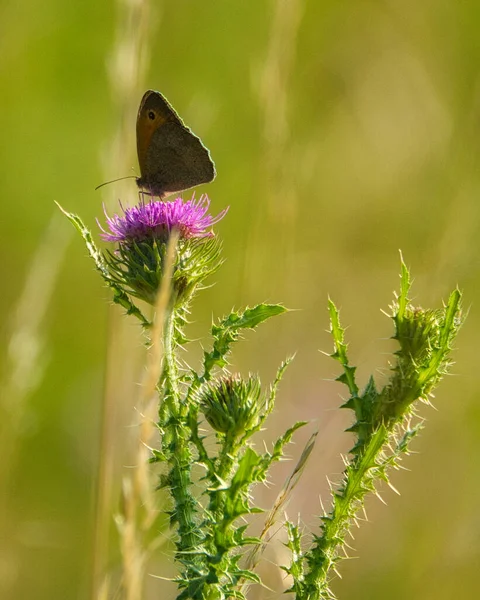 Vertical Shot Butterfly Pink Milk Thistle Petals Green Blurred Background — Stock Photo, Image