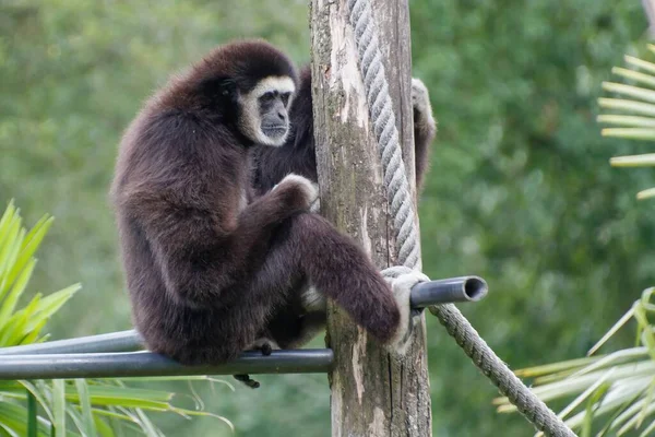 Een Voorgrond Shot Van Een Agile Gibbon Zittend Een Metallic — Stockfoto